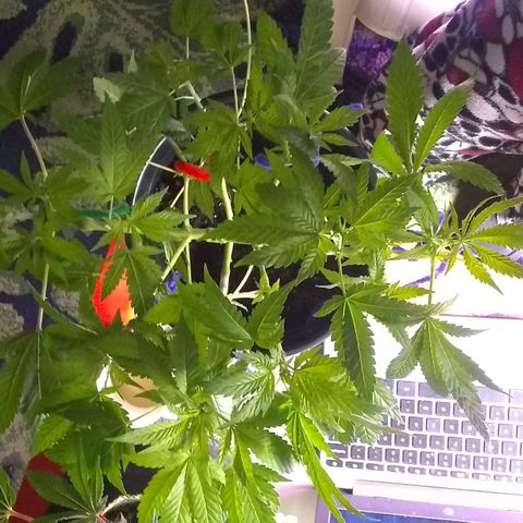Black smack growlog timeline photo