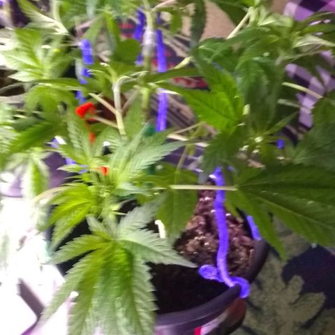 Black smack growlog timeline photo