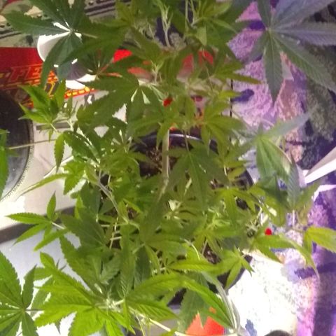 Irvine seeds growlog timeline photo