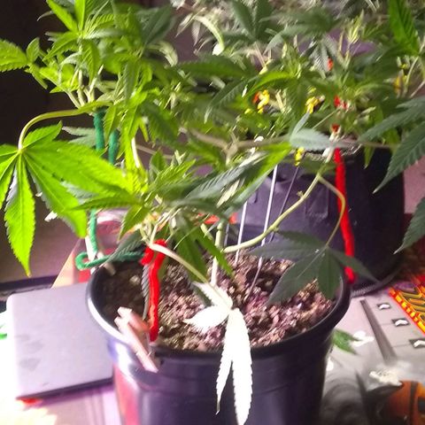 Irvine seeds growlog photo: Pretty healthy good too keep and train for big yield