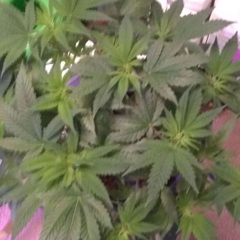 Black smack growlog timeline photo