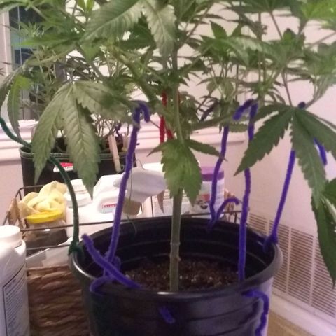 Black smack growlog timeline photo