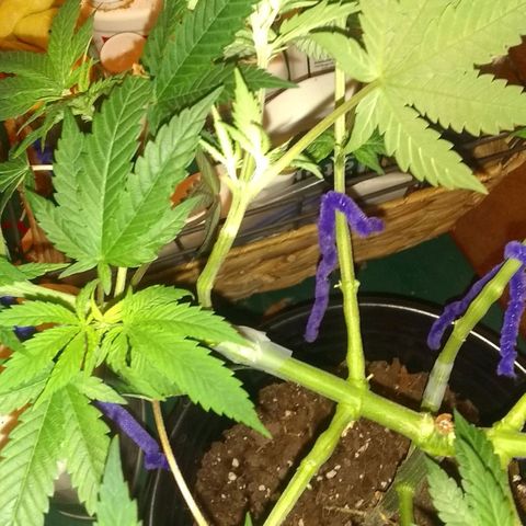 Black smack growlog photo: Lst