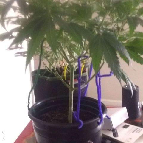 Black smack growlog timeline photo