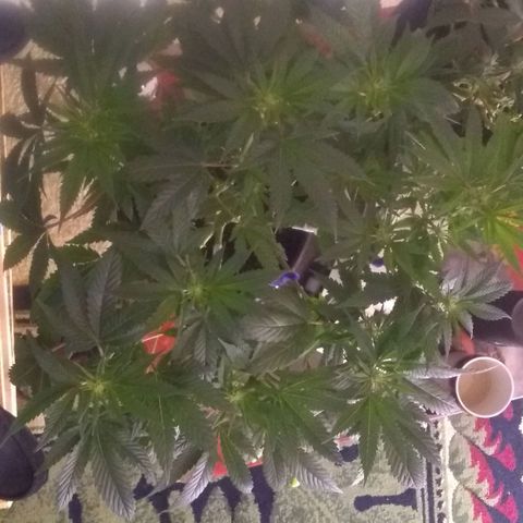 Black smack growlog timeline photo