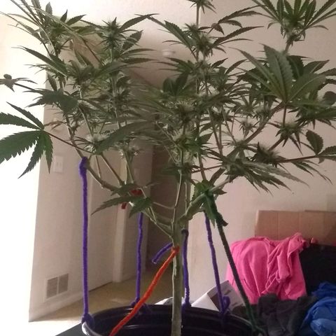 Black smack growlog timeline photo