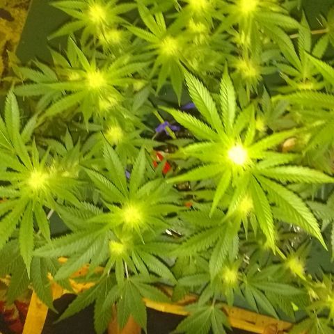 Black smack growlog timeline photo
