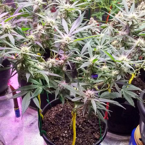 Irvine seeds growlog timeline photo