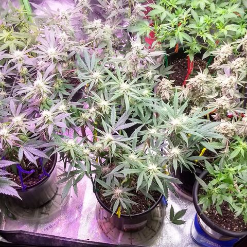 Irvine seeds growlog timeline photo