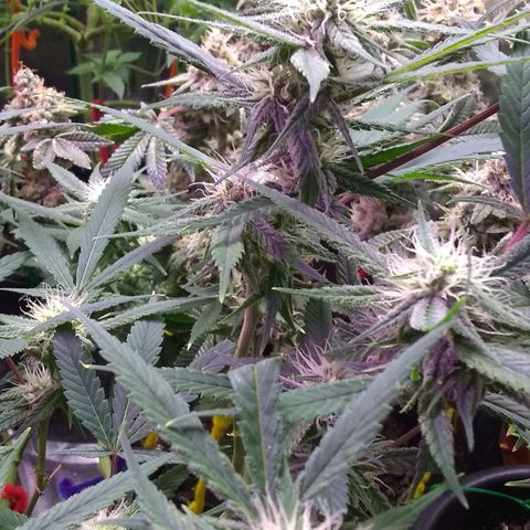 Irvine seeds growlog timeline photo