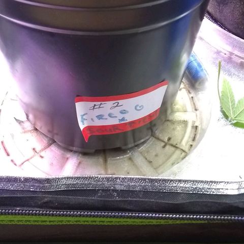 Irvine seeds growlog timeline photo