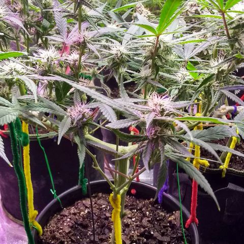 Irvine seeds growlog timeline photo