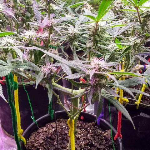 Irvine seeds growlog timeline photo