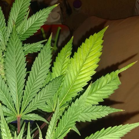 Black smack growlog timeline photo