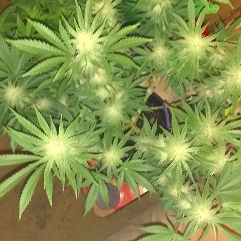 Black smack growlog timeline photo