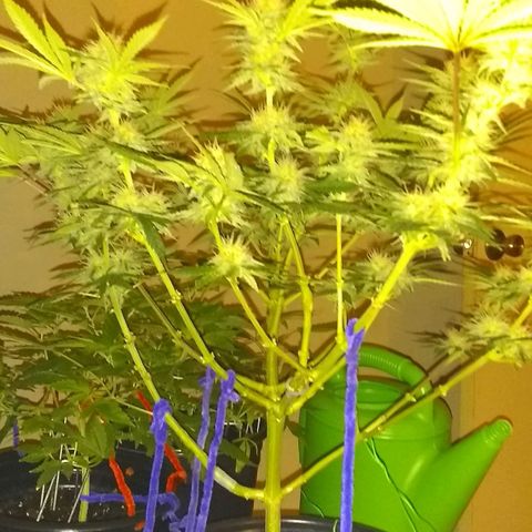 Black smack growlog timeline photo