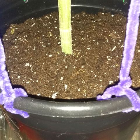 Black smack growlog timeline photo