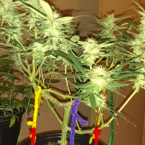 Irvine seeds growlog timeline photo