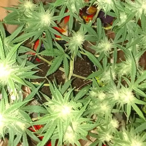 Irvine seeds growlog timeline photo