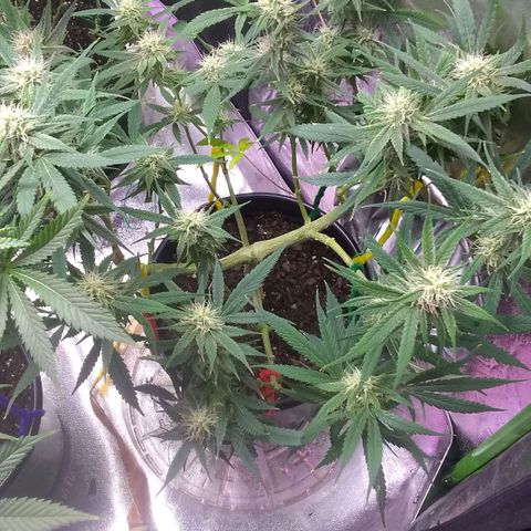 Irvine seeds growlog timeline photo