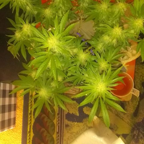 Black smack growlog timeline photo