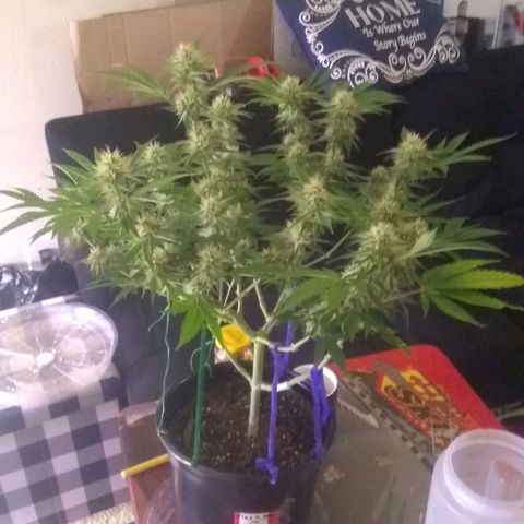 Black smack growlog timeline photo