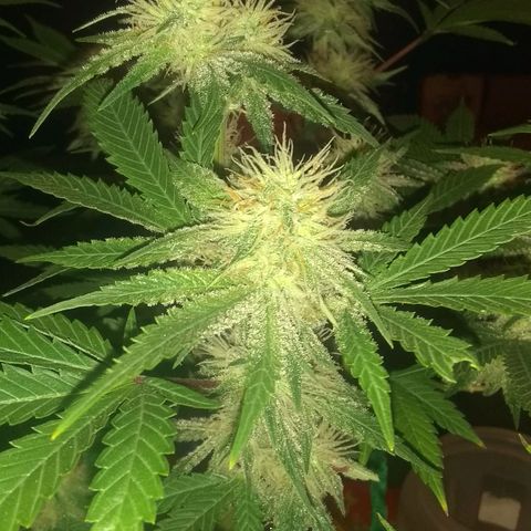 Black smack growlog timeline photo