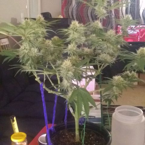 Black smack growlog timeline photo
