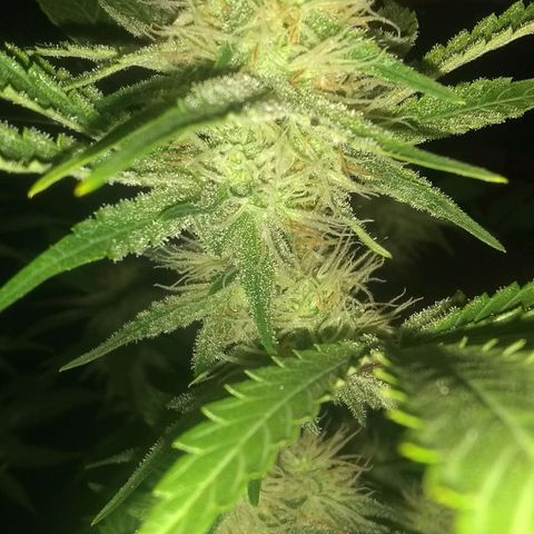 Black smack growlog timeline photo