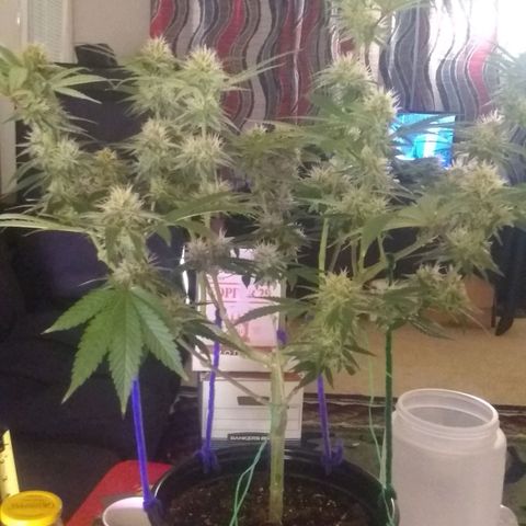 Black smack growlog timeline photo