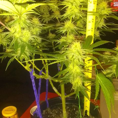 Black smack growlog timeline photo
