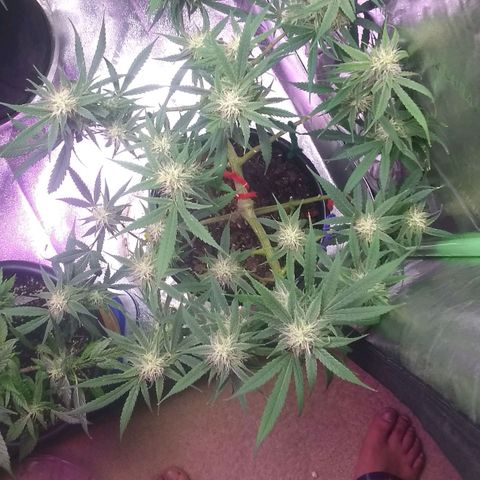 Irvine seeds growlog timeline photo