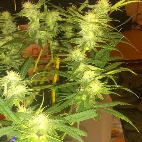 Irvine seeds growlog timeline photo