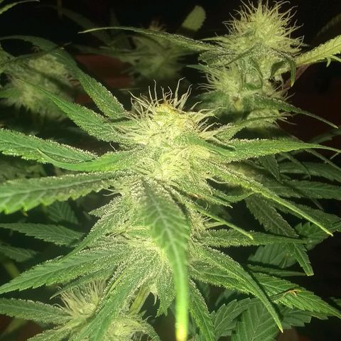 Irvine seeds growlog timeline photo