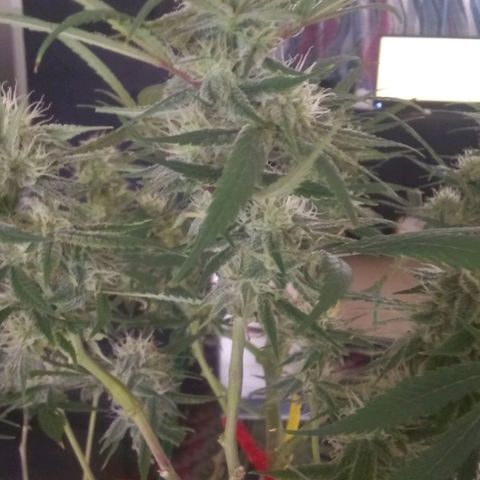Irvine seeds growlog timeline photo