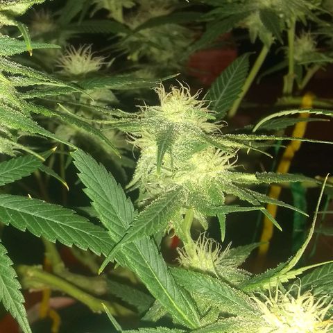 Irvine seeds growlog timeline photo