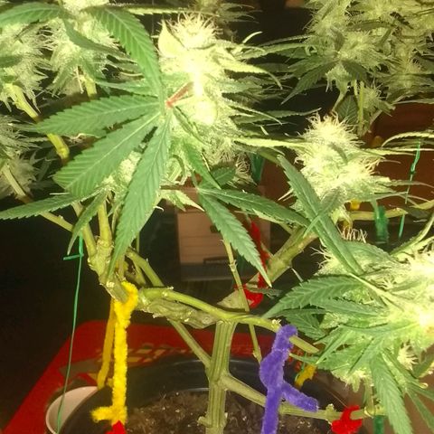 Irvine seeds growlog timeline photo