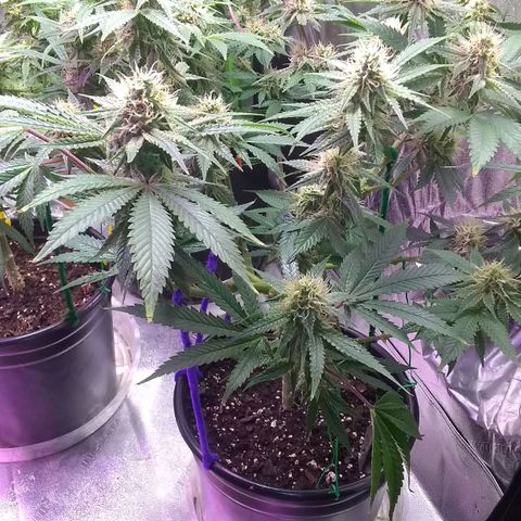 Black smack growlog timeline photo