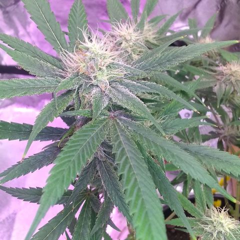 Irvine seeds growlog timeline photo