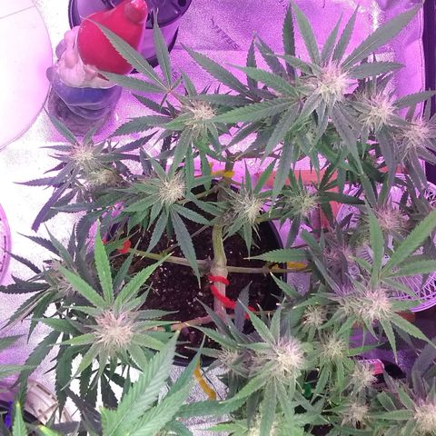 Irvine seeds growlog timeline photo