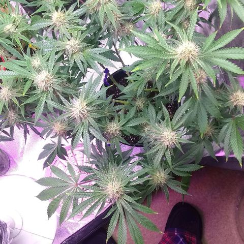 Black smack growlog timeline photo