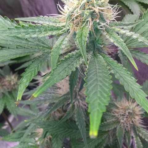 Black smack growlog timeline photo