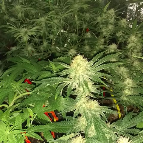 Black smack growlog timeline photo