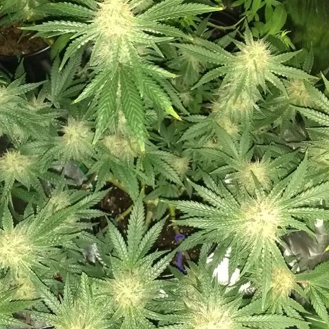 Black smack growlog timeline photo