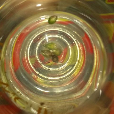 😷 full send growlog timeline photo