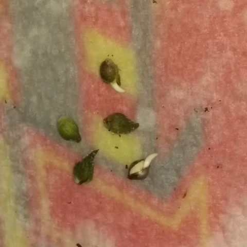 😷 full send growlog timeline photo