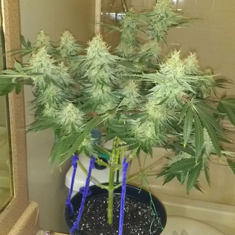 Black smack growlog timeline photo