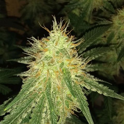 Black smack growlog timeline photo