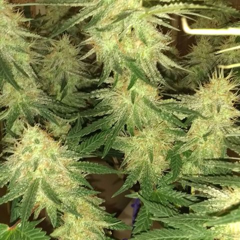 Black smack growlog timeline photo