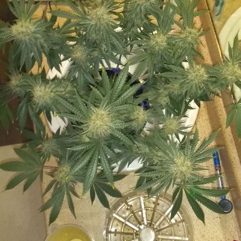 Black smack growlog timeline photo